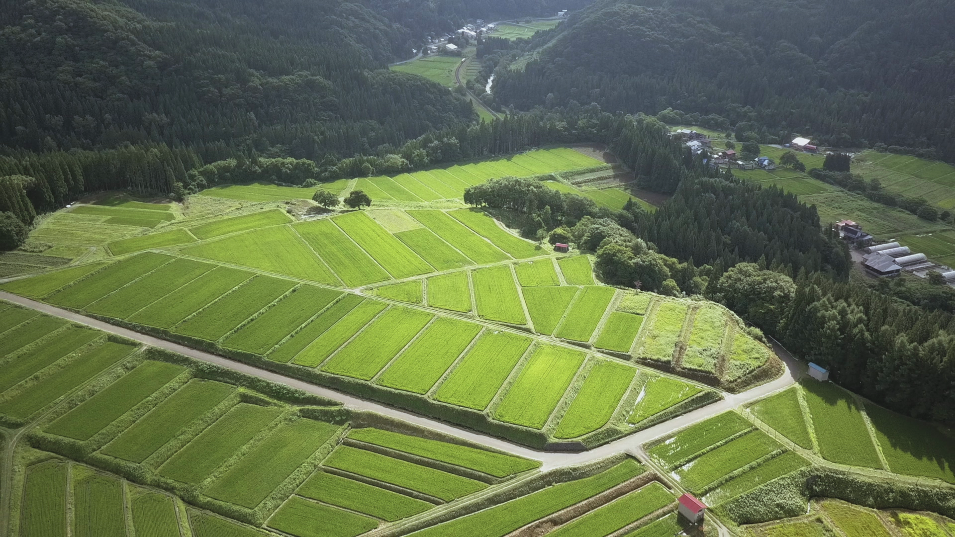 Akita Prefecture Japan Rice Fields